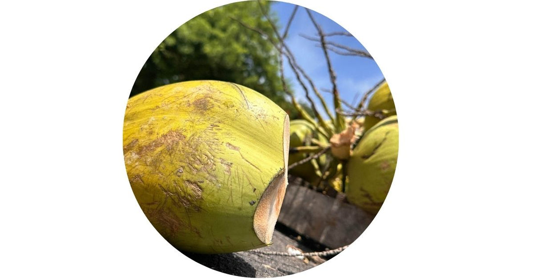The Coconut Water Tourist Trap